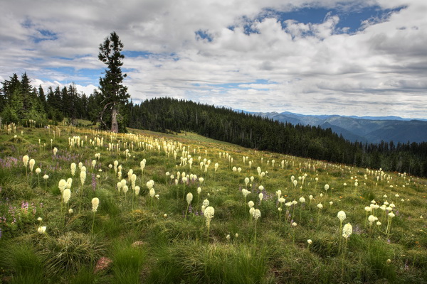 Beargrass, Spring Prairie, Oregon Cascades