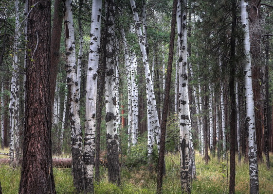 Cold Springs Aspens - McKenzie Pass Road