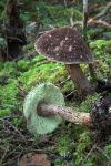 Admirable Bolete - Boletus mirabilis
