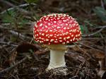 The toxic fly Amanita - Amanita muscaria