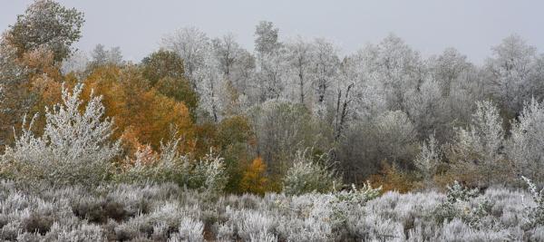 Aspen & Rime Ice - Steens Mountain