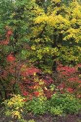 Autumn on the McKenzie Pass road - Bigleaf & Vine Maples