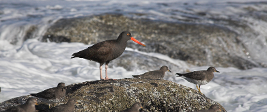Black Oystercatcher and Surfbirds