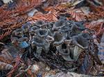 Delicious black trumpets - Craterellus cornucopioides