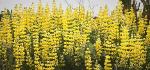 Yellow bush lupine - Lupinus arboreus