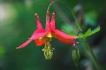 Crimson Columbine - Aquilegia formosa
