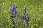 Common Camas - Camassia quamash