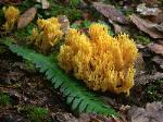 Coral mushroom - Ramaria species