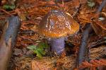 The wonderfully slimy Cortinarius vanduzerensis