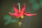 Crimson Columbine - Aquilegia formosa