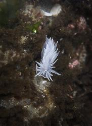 Nudibranch - Dirona albolineata