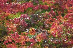Early snow - Vine maples