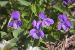 Early Blue Violet - Viola adunca