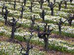 Early Spring Vineyard - Mendocino County