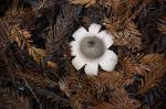 The spore-puffing Earth Star - Geastrum sp.