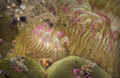 Emerald Realm - Yachats Tidepool