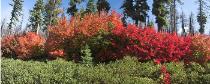 Vine maples near Santiam Pass