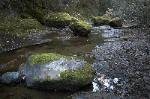 Fall - North Fork Big River, Mendocino County