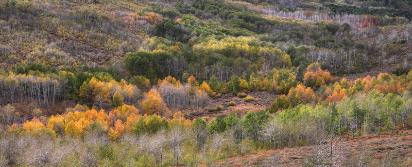Fish Creek Aspen - Steens Mountain