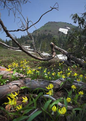 Glacier Lilies - Cone Peak