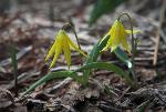 Glacier Lily - Erythronium grandiflorum