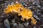 Delicious and Delicate Golden Chanterelles - Cantharellus cibarius