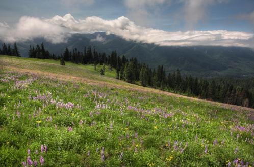 Grasshopper Mountain Meadows