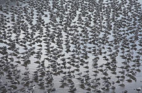Gulls Only #4