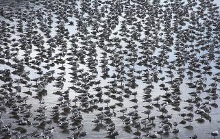 A vast raft of gulls in Yachats Bay