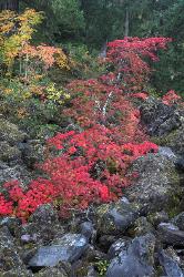 Incandescent #7 - Vine Maples