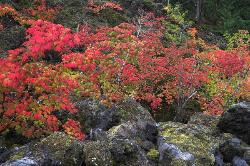 Incandescent #9 - Vine Maples