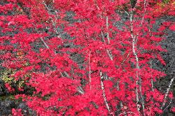 Incandescent #2 - Vine Maples