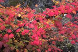 Incandescent #3 - Vine Maples
