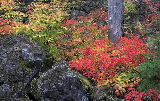 Incandescent #3 - Vine Maples