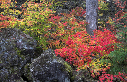 Incandescent # 4 - Vine Maples