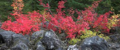 Incandescent No. 5 - Vine Maples