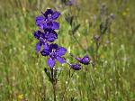 Larkspur - Delphinium species