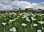 Main Street with Calla Lilies - Mendocino Village