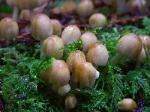 The mica cap - Coprinus micaceus