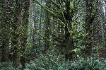Mossy Sitka spruces