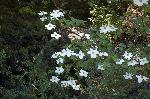 Mountain dogwood - Cornus nuttalli