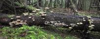 A Shore Pine log in the coastal woods