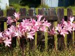 Naked Ladies - Mendocino Village