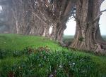 Old Cypress Windbreak near Elk - Mendocino Coast