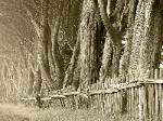 Old Cypress Windbreak near the Garcia River