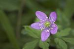 Oregon Anemone - Anemone lyallii