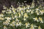 Oregon Fawn Lilies _ Erythronium oregonum