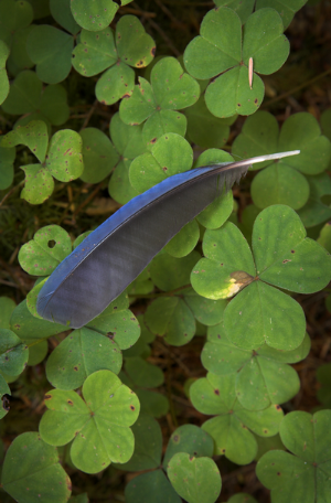 Out of the Blue - Along the Trail