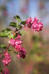Red-flowering currant - Ribes sanguineum