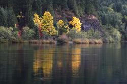 Bigleaf Maples in the Oregon Cascades